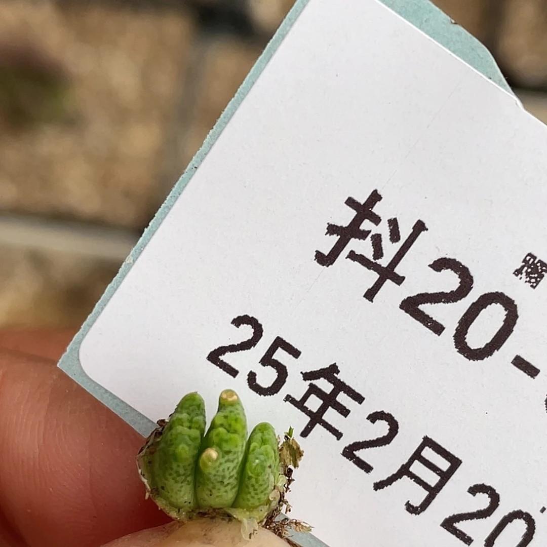 20-5鹿角斑马多肉植物