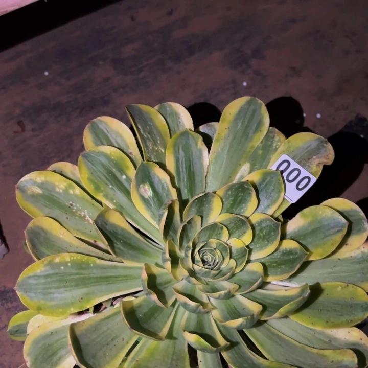 000加州香炉盘多肉植物锦