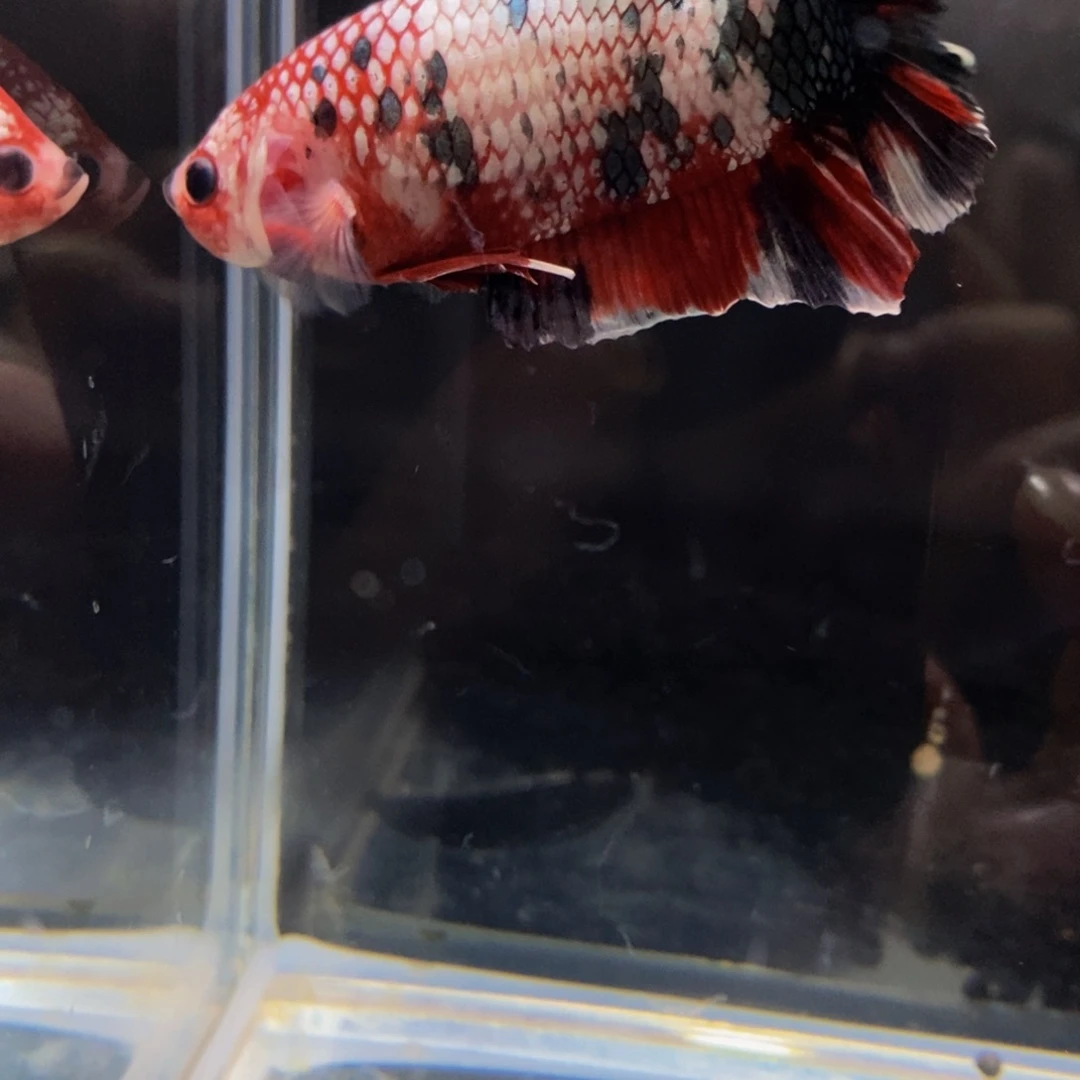 热带鱼公468巨斗