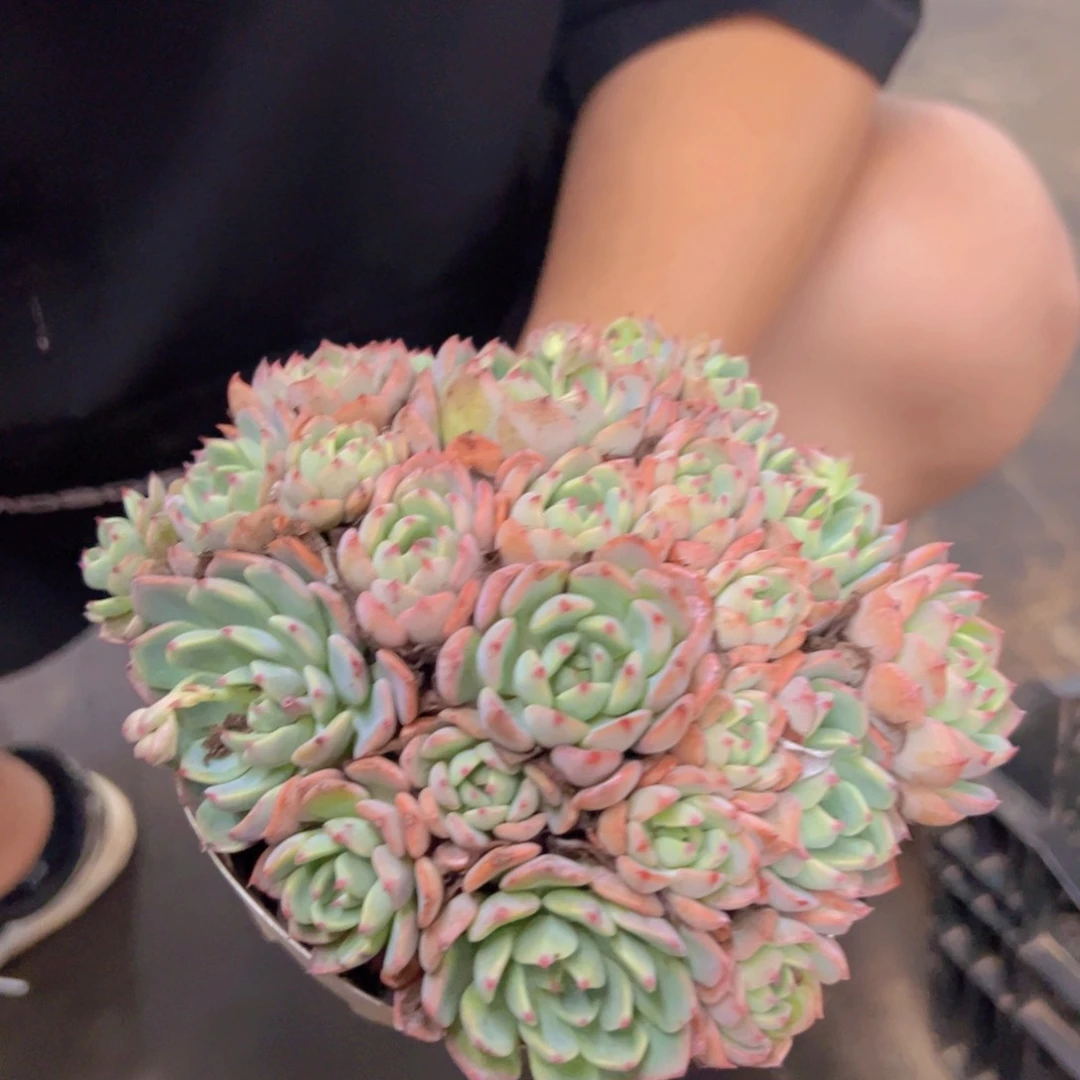 娜娜小勾整装手捧