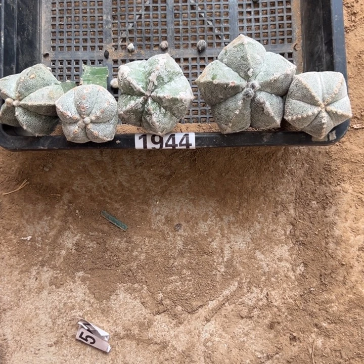 恩冢仙人球组合1944号