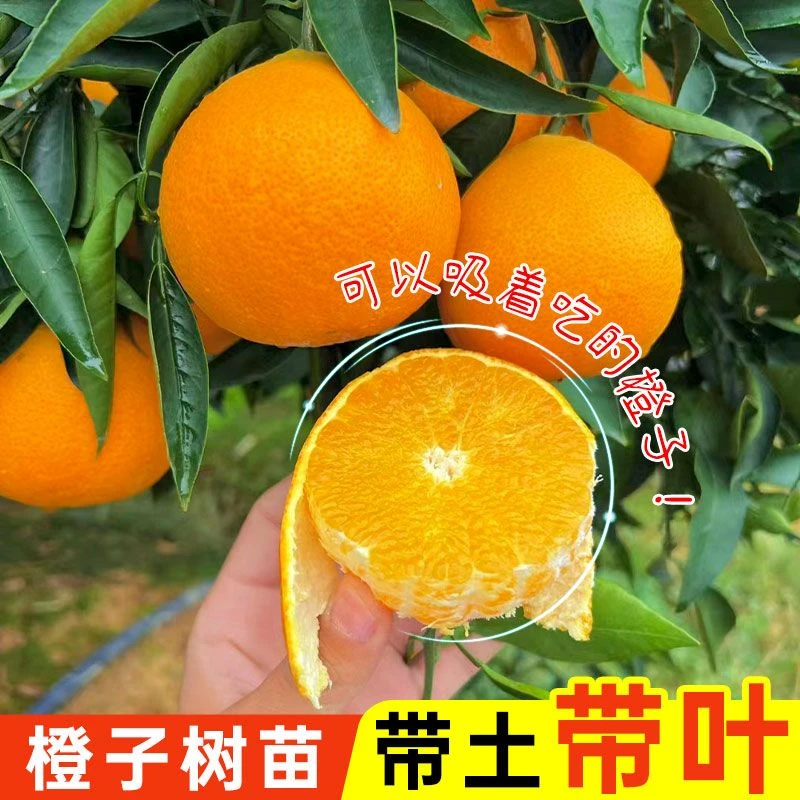 广西冰糖橙子树苗红江橙纯甜橘子橙子嫁接苗高产量开花结果快