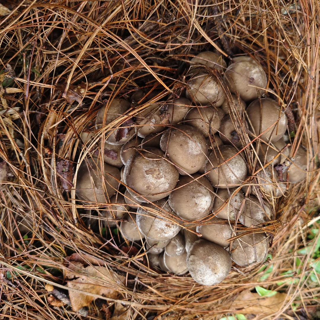 云南林下仿野种植一窝鸡梨涡