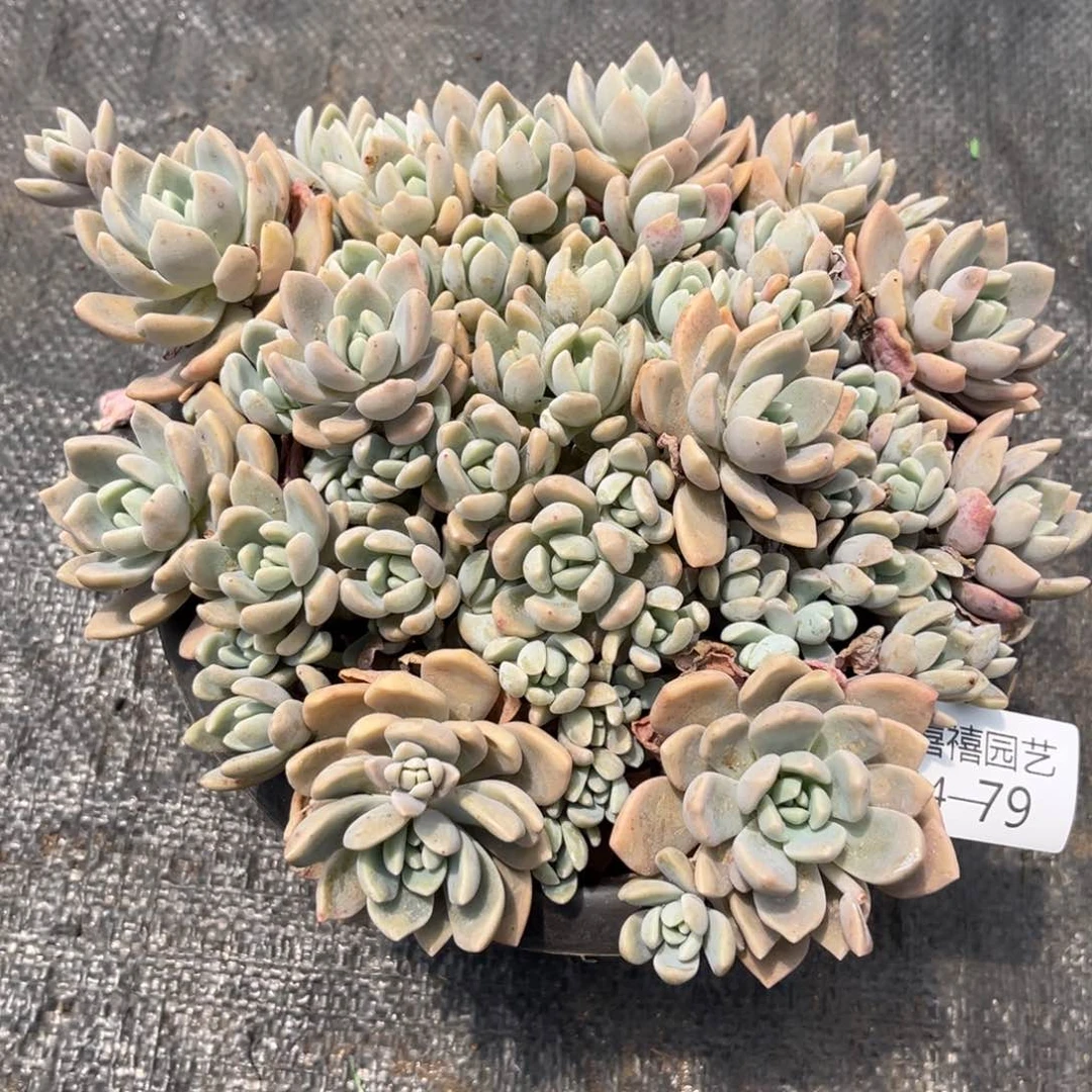 是***吖14-79克罗伊多肉植物