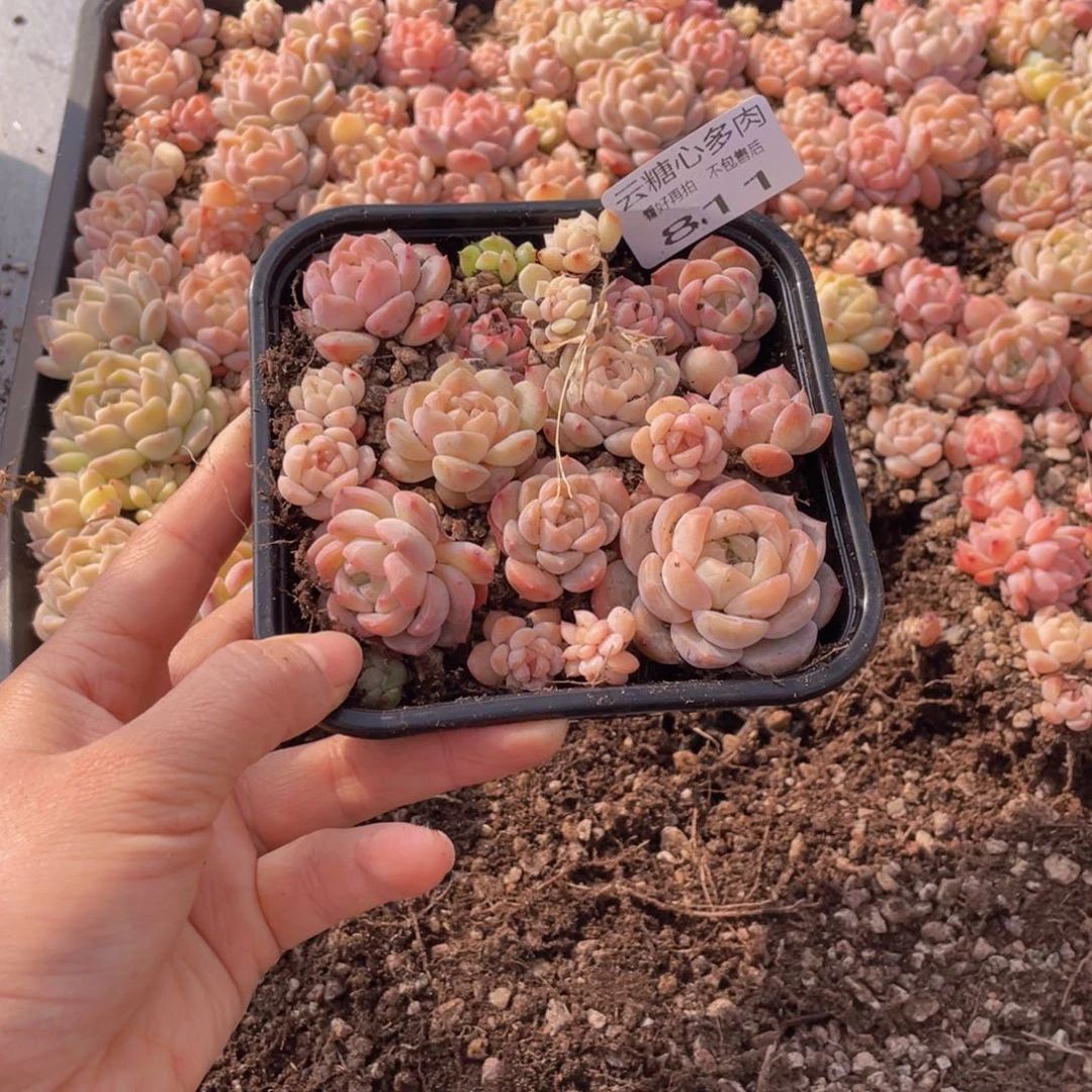 云糖心多肉植物811