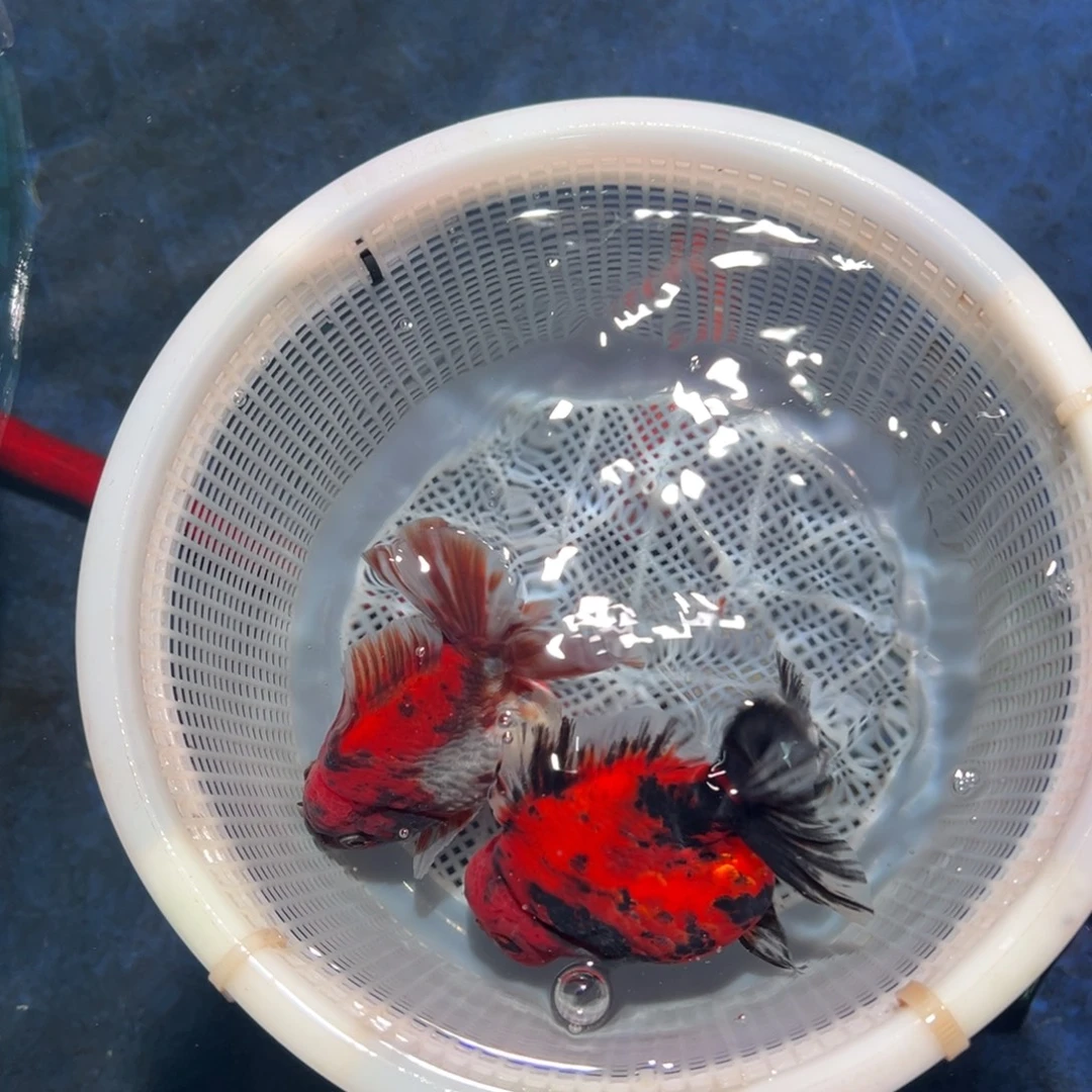 k***k海水鱼潘氏金鱼兰寿泰狮