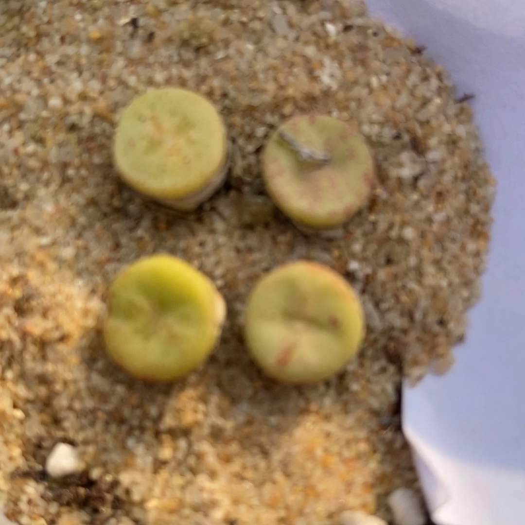 1546四颗一组四颗