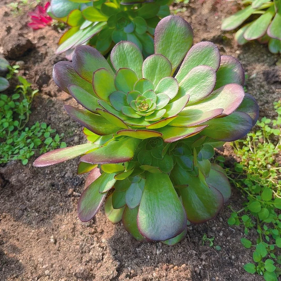 雨荷手捧多肉植物
