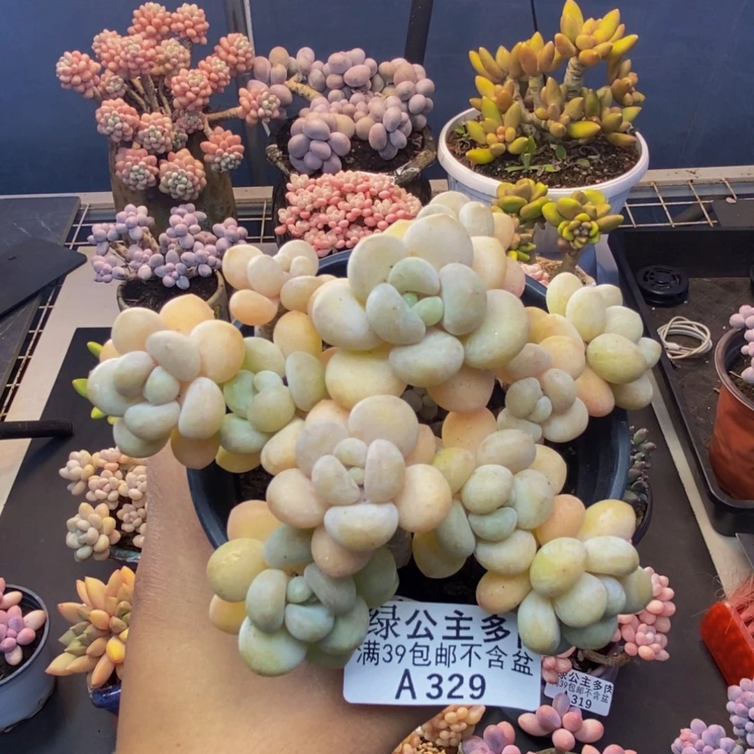 329白奶糖多肉9c m