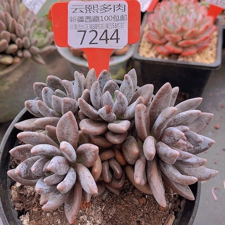 7244黑加仑。