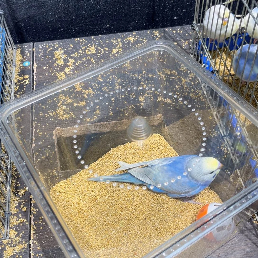 三***柒虎皮鹦鹉金彩虎皮鹦鹉幼鸟蓝色双金一物一拍不退换