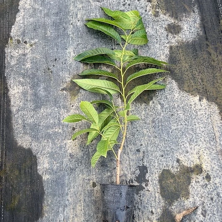清***风天使2367898544445