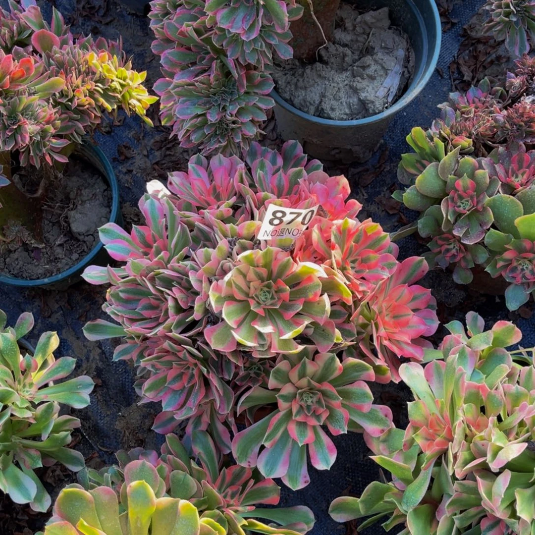 女巫法师朵朵1-53