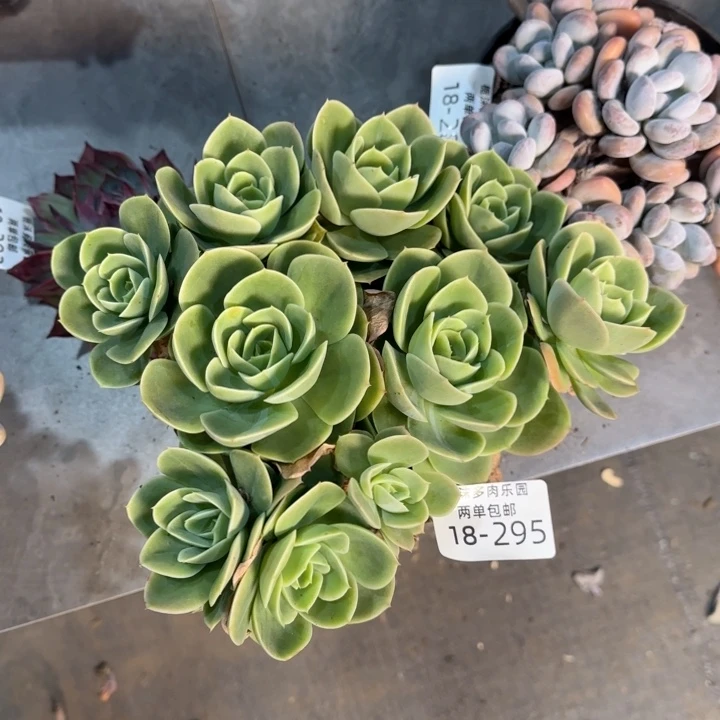 峥***r18-295星娜塔多肉植物