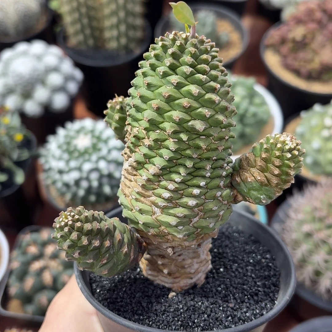 铁甲麒麟仙人球12342