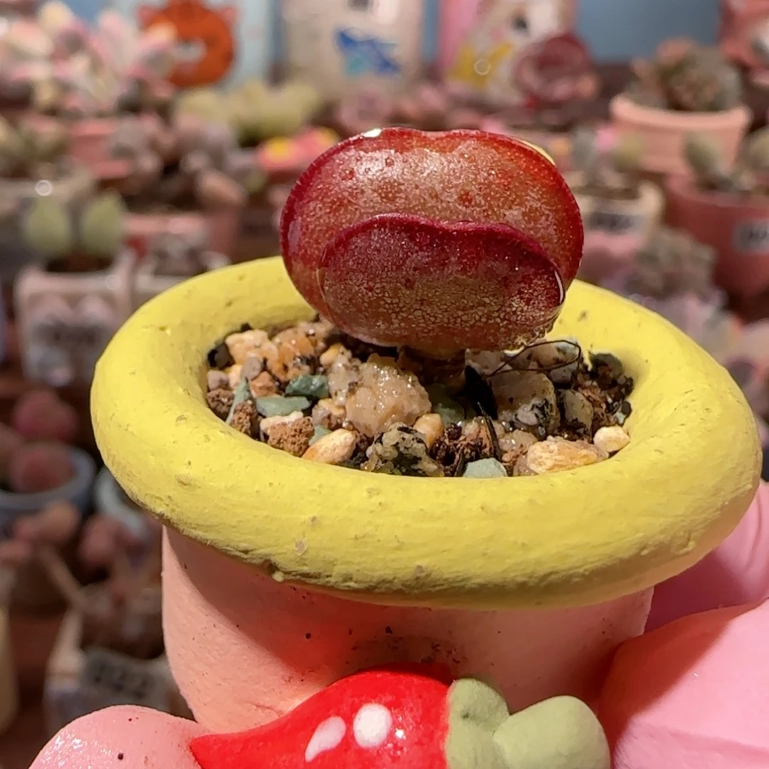 可爱 小爱心 盆口2cm