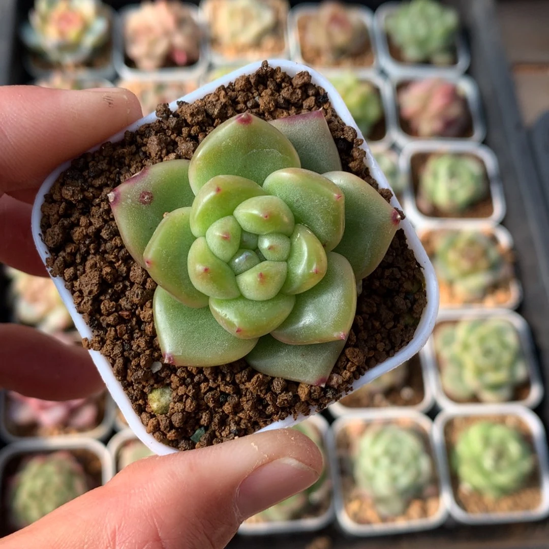 油面。    东云体。     13号