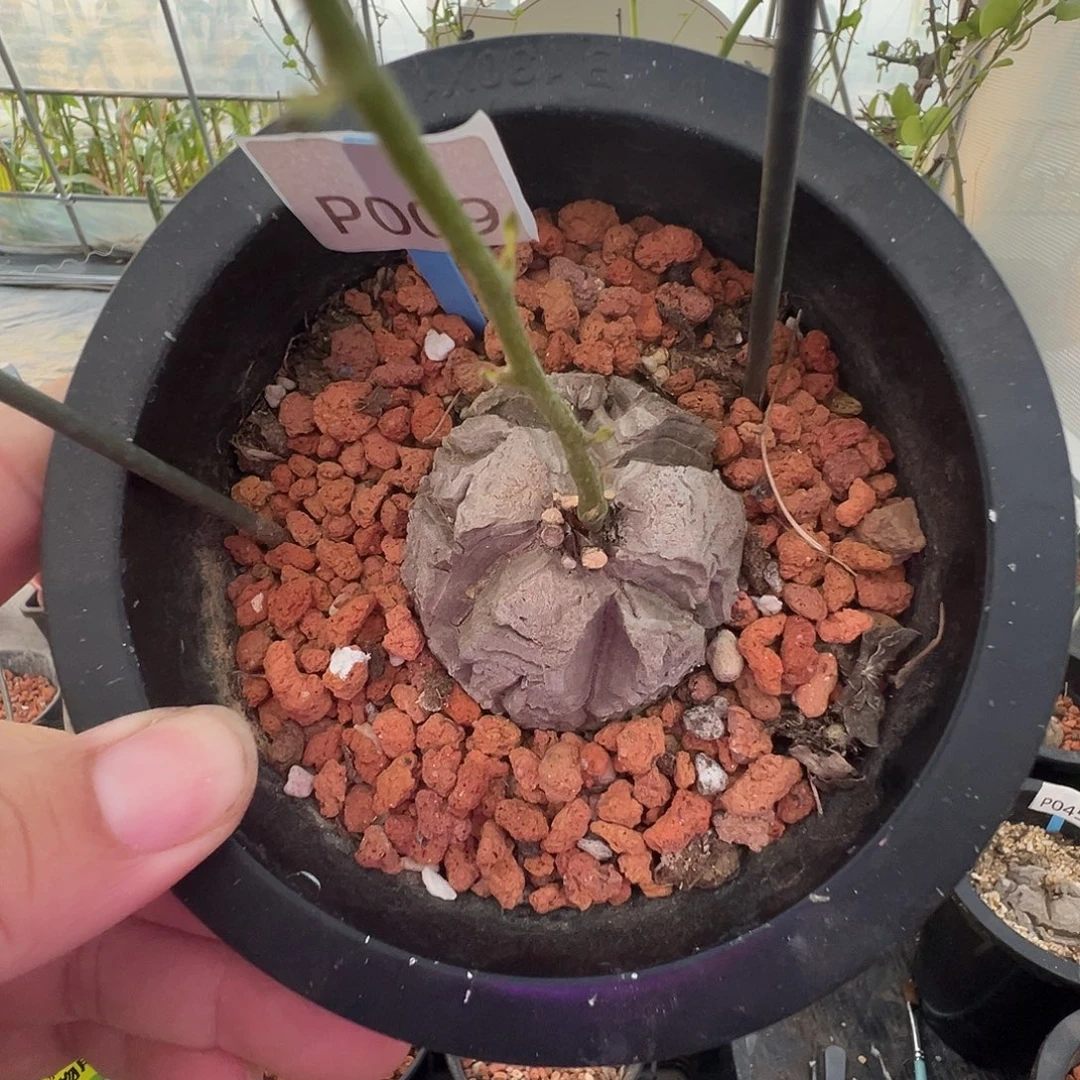 多肉植物专拍 一物一拍 南非龟甲龙009