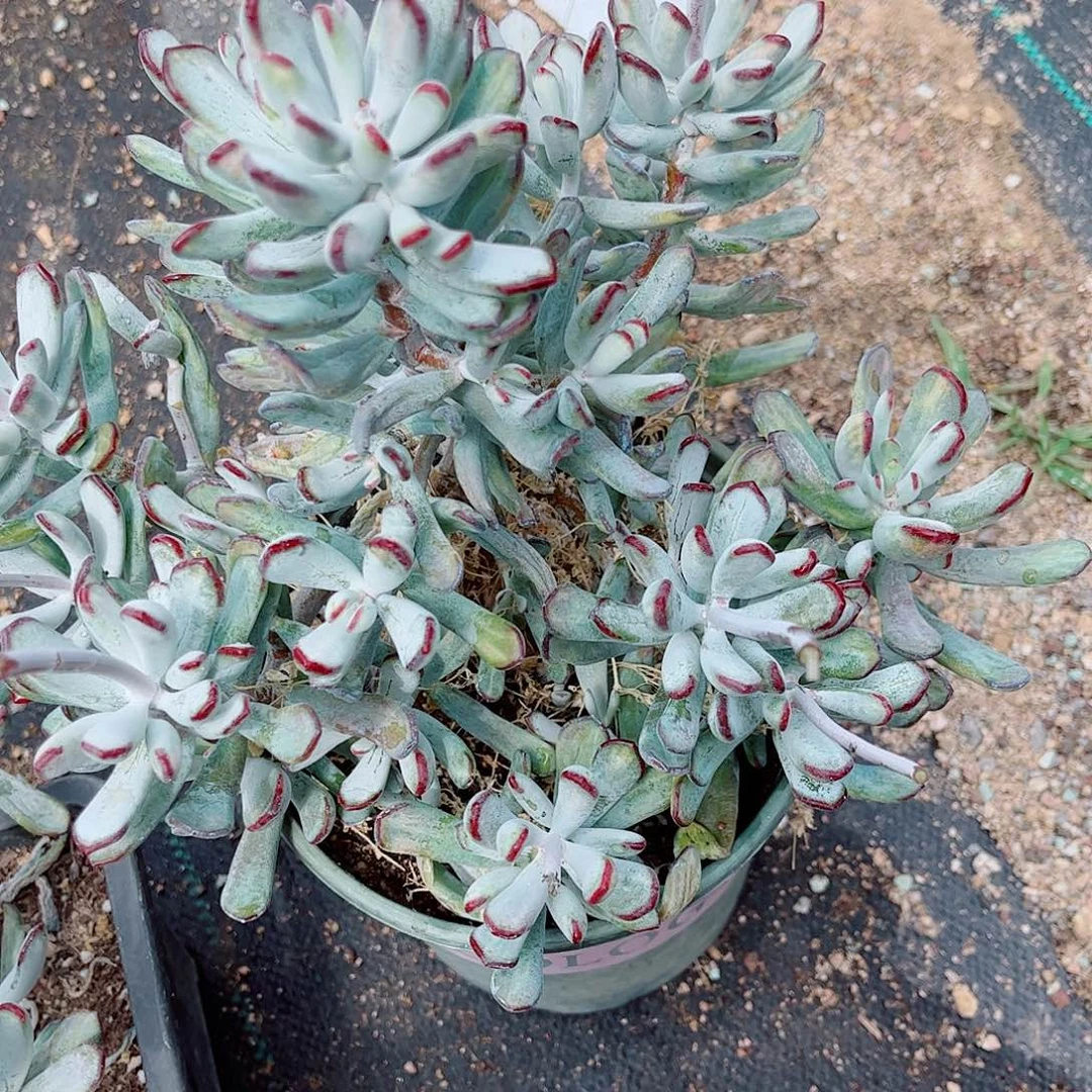 6164棒叶锦一颗多肉