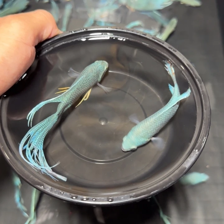 斗鱼直播间对图无纹蓝20