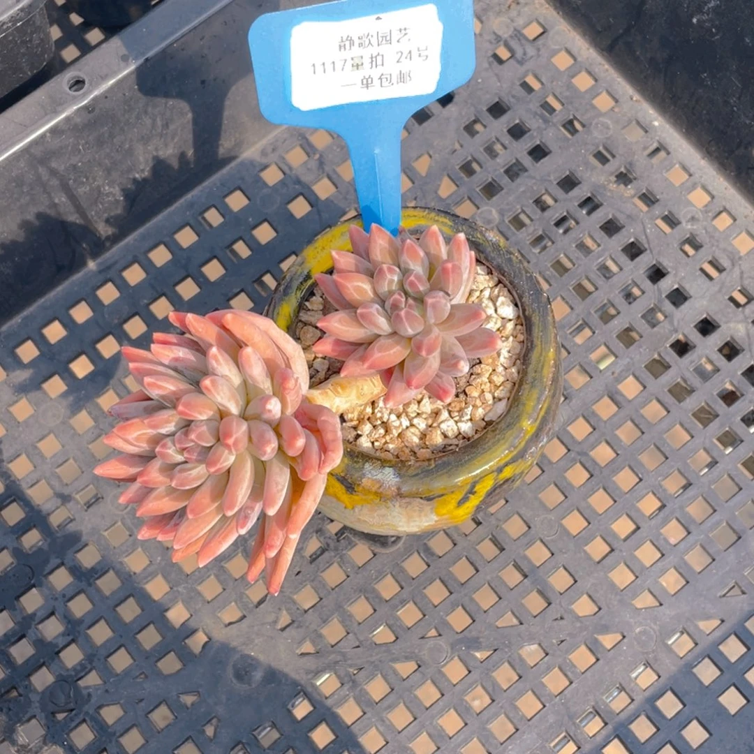 1117-24-伊卡鲁斯福利一颗量拍