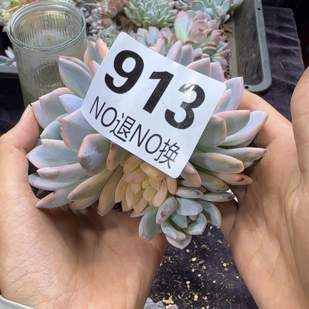 星影锦一物一拍913有砍