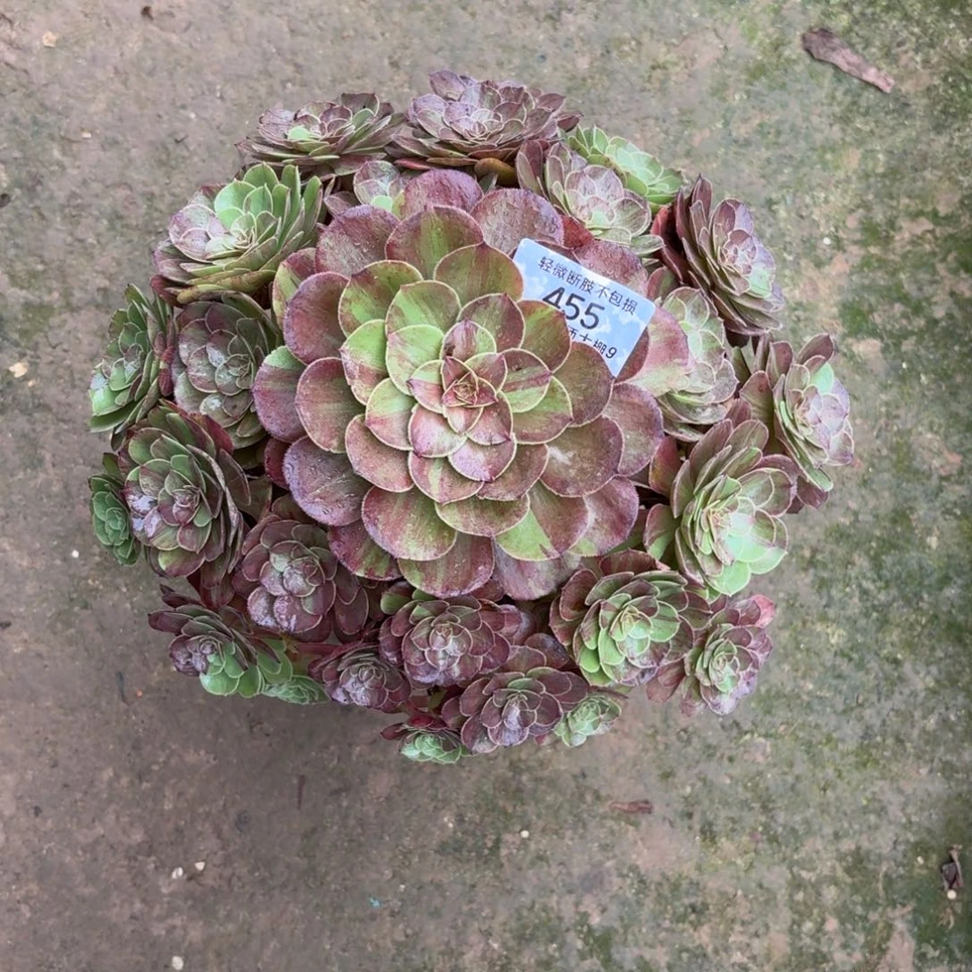 @***@455花月夜多肉植物法师