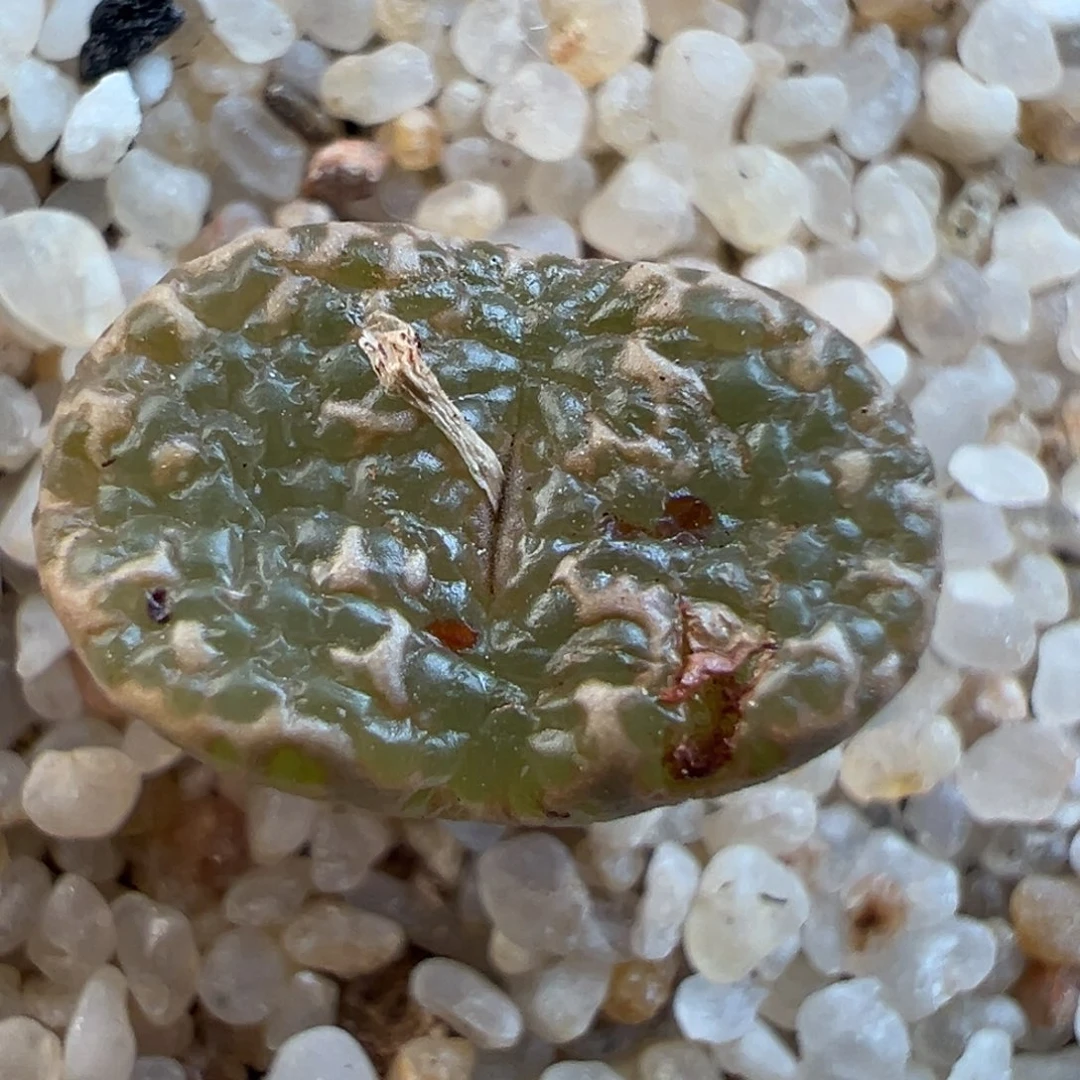 126号全窗10km泡泡勋章……