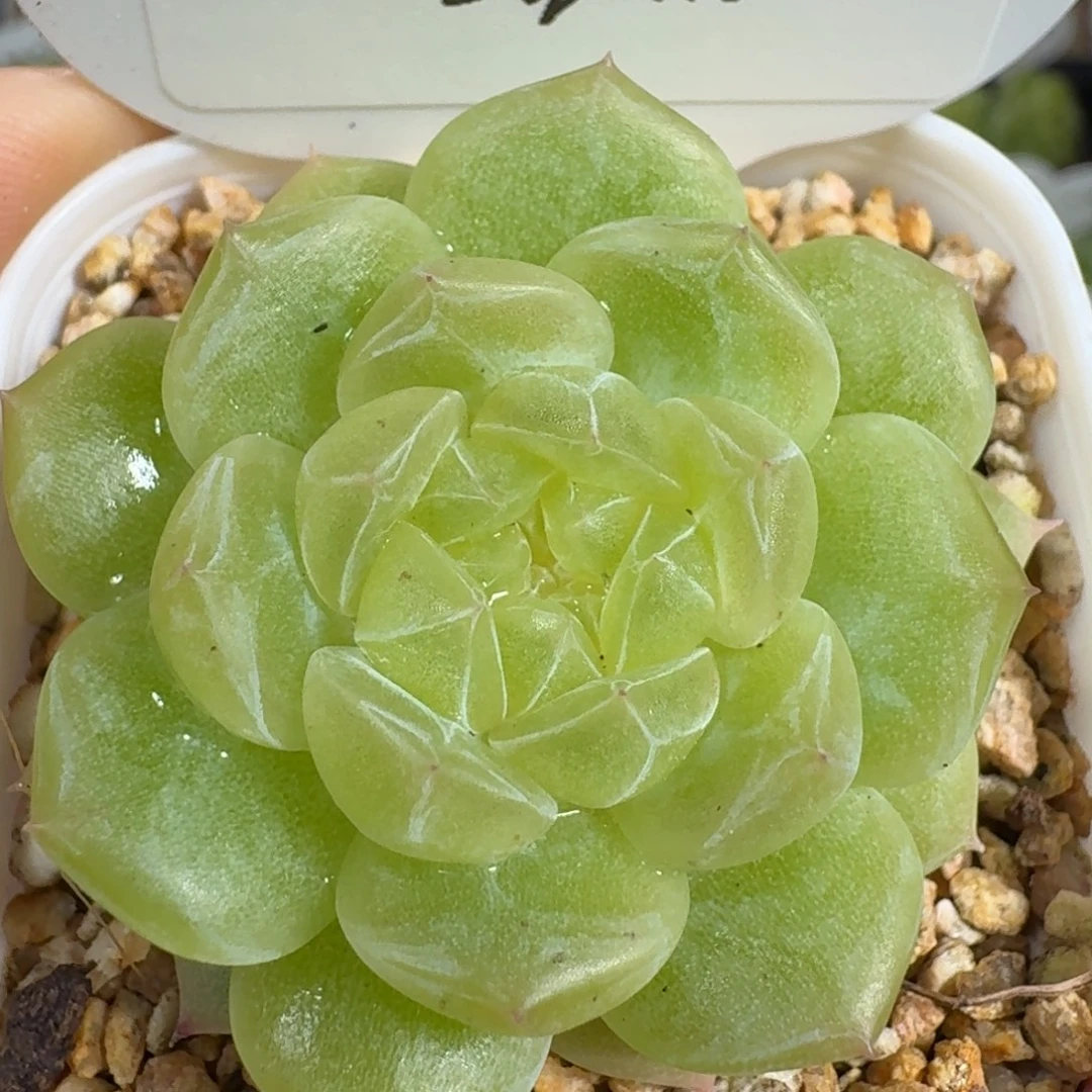 0923-117-3004玉露