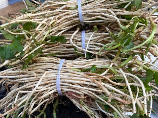 文成高山野生的鱼腥草