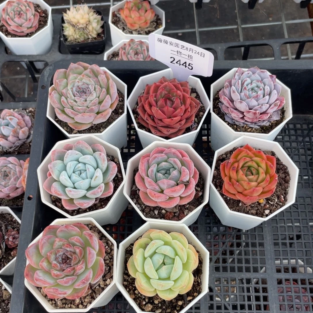 薇薇安园艺多肉2445