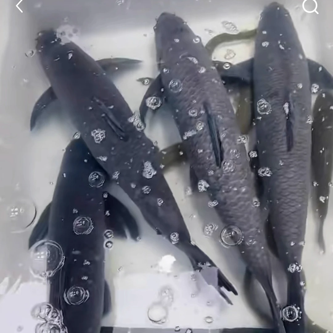 千岛湖野生生态螺狮青活鱼大鱼现杀活发淡水鱼青鱼