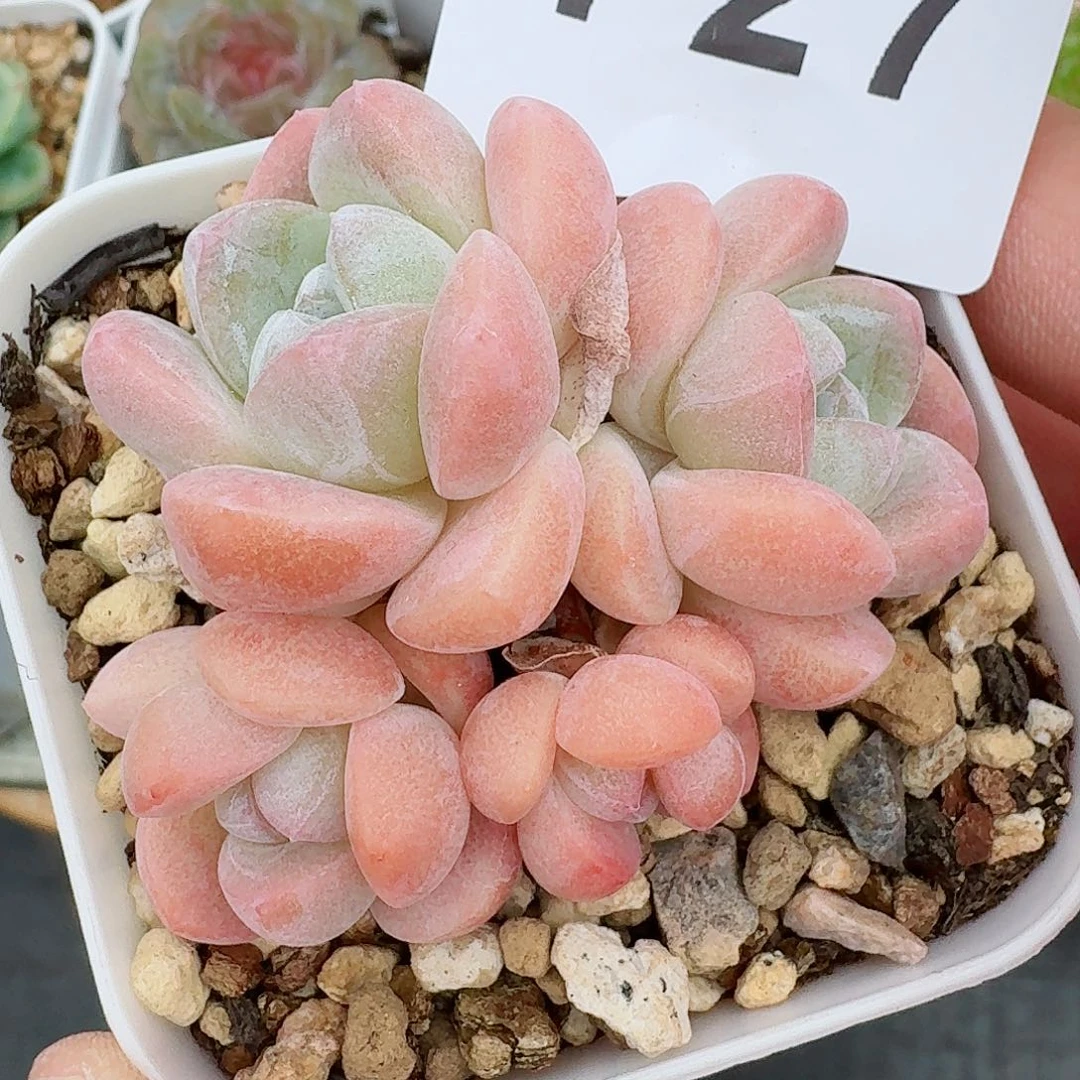 粉糖心冰玉            精美多肉植物