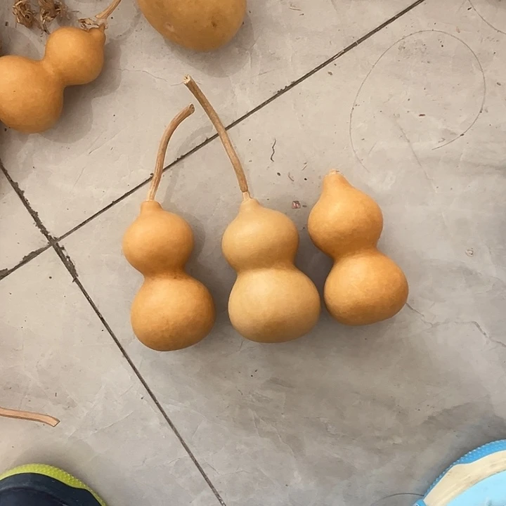 白皮葫芦响籽3个厚皮