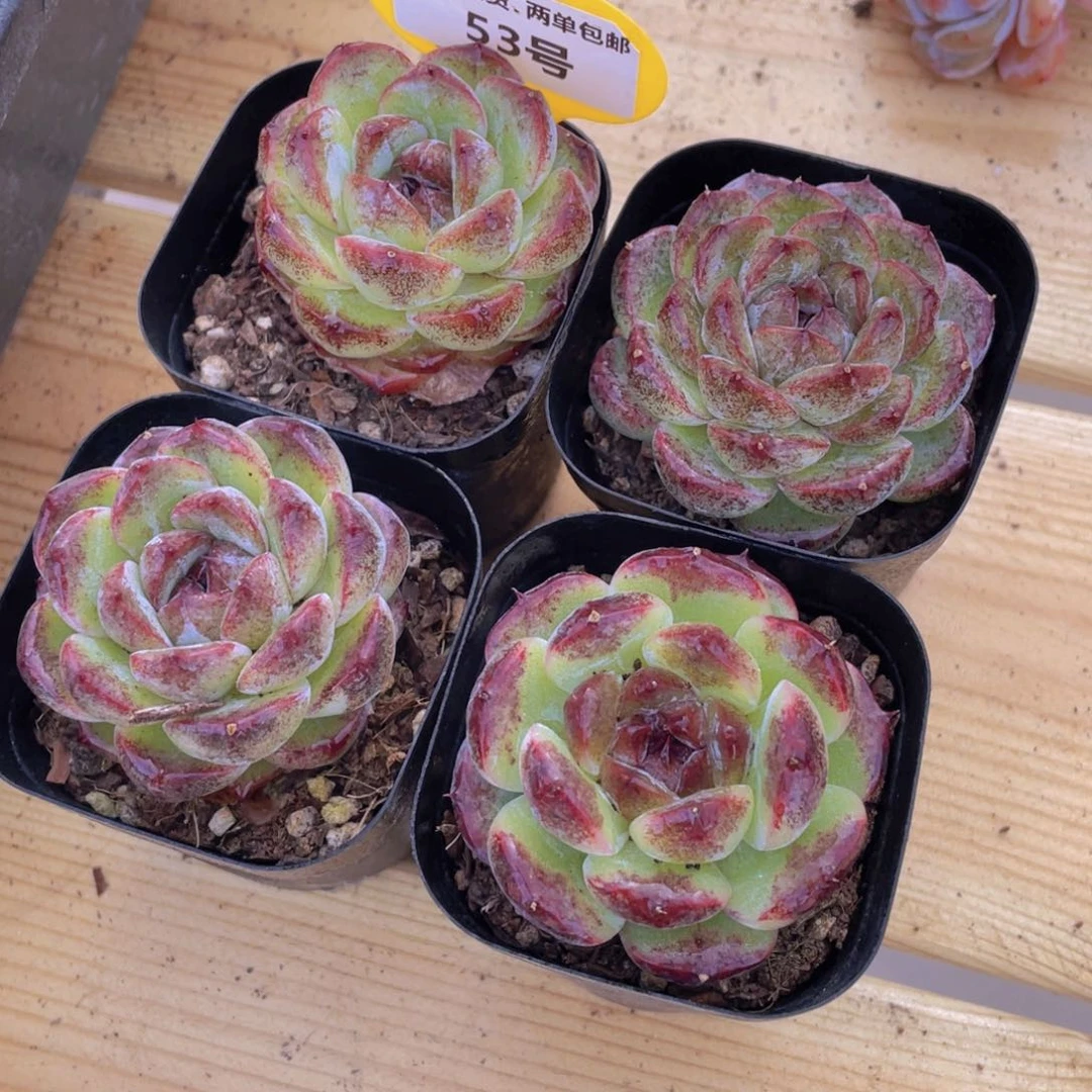 53号 丸叶全状态糖心黑橙单头一个