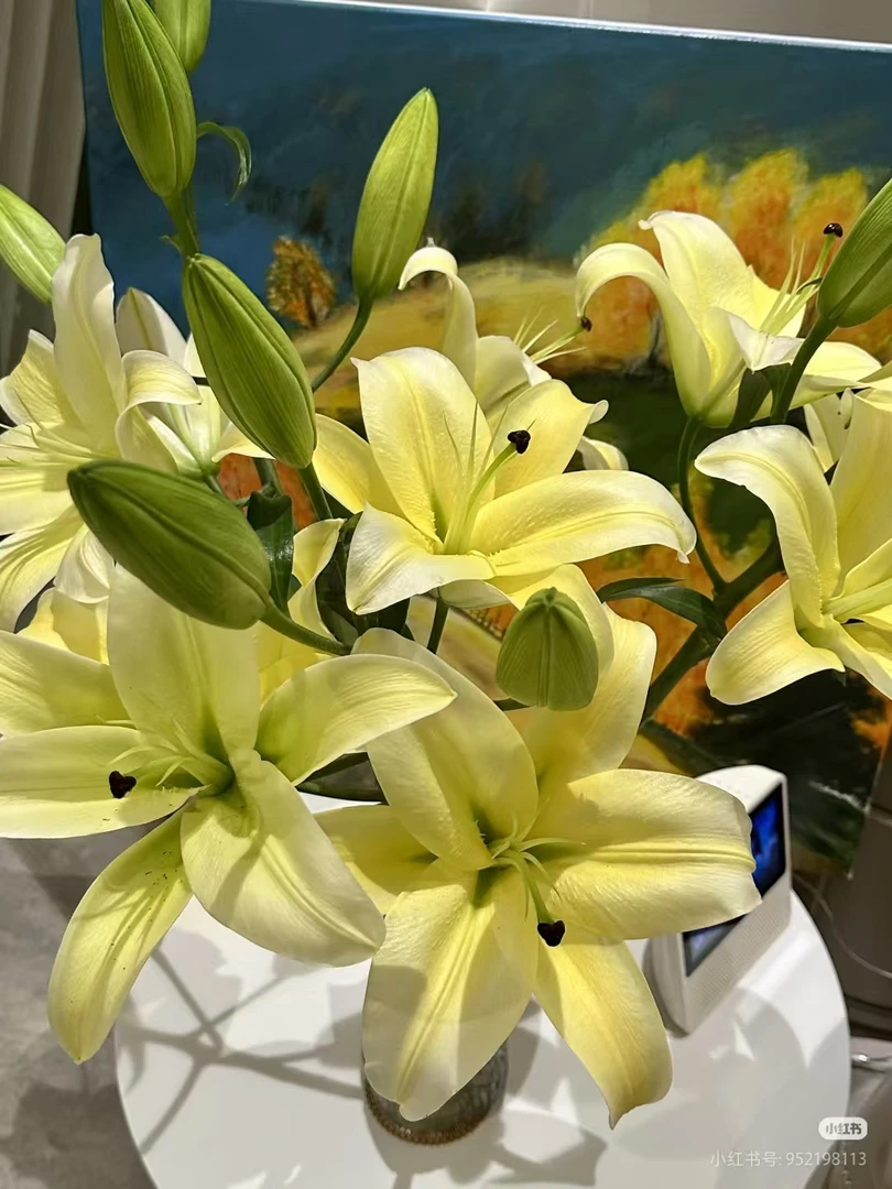 （黄天霸）香水百合鲜切花东北鲜花基地直发顺丰包邮