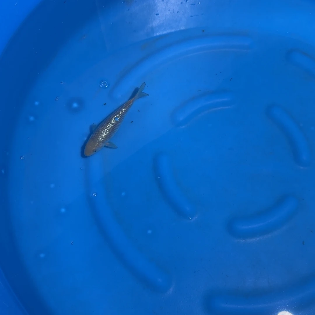 海水鱼大日银鳞空鲤