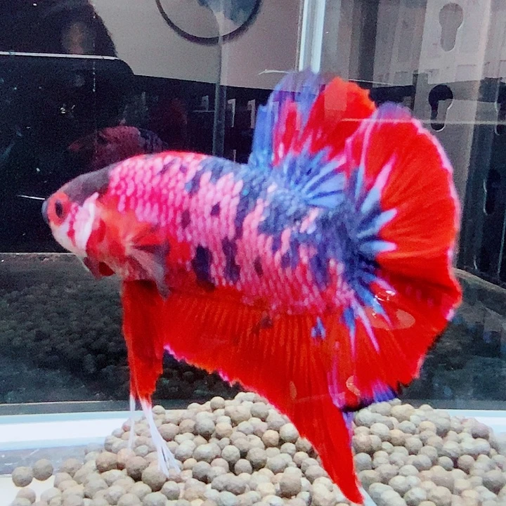 斗鱼黑221号巨否将军