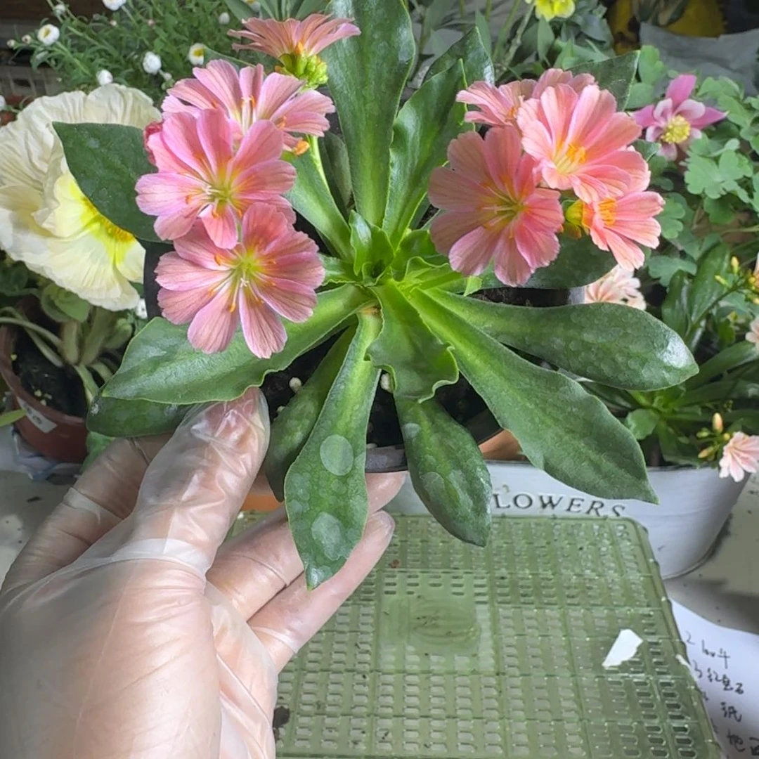 一物一拍  耳叶报春A637