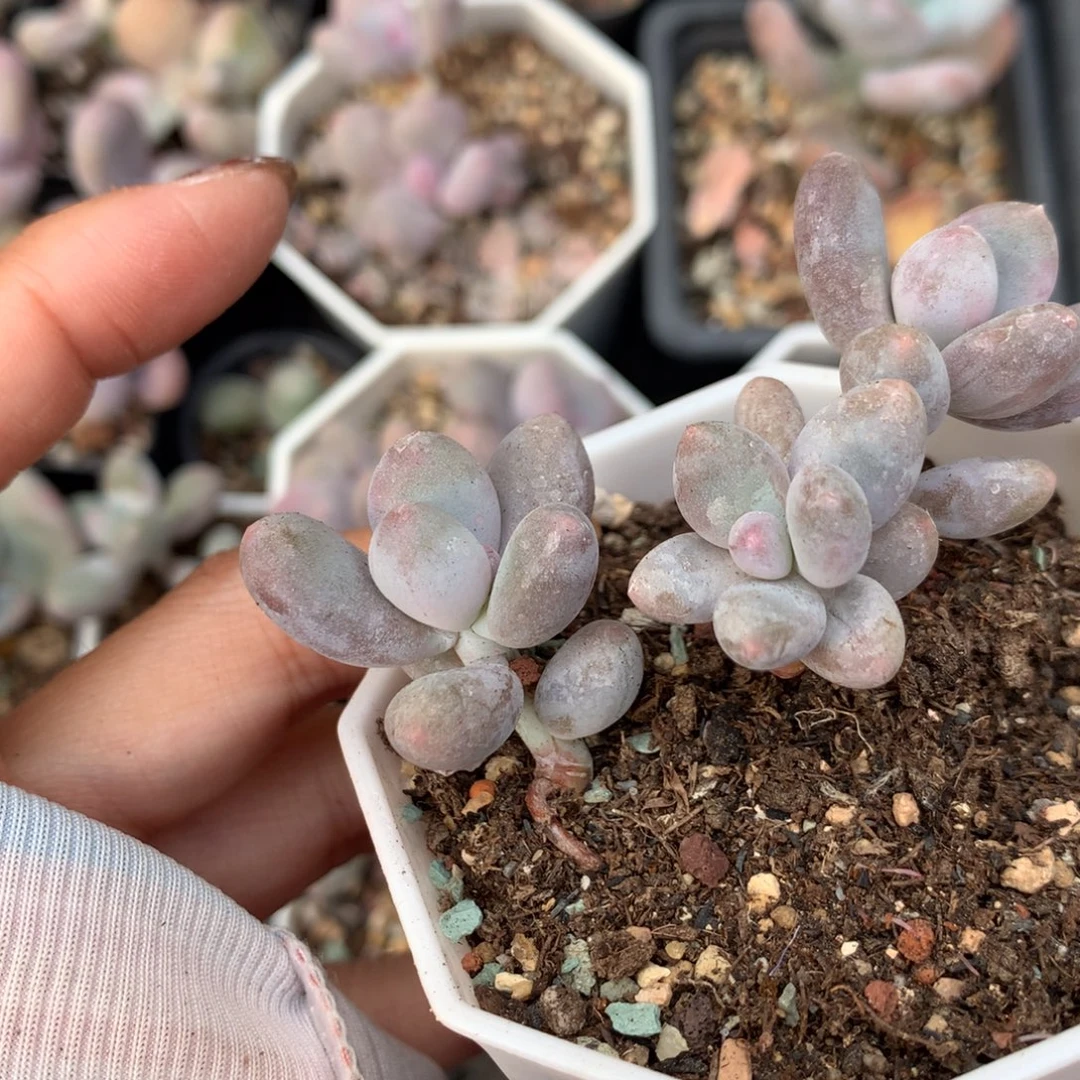 彩虹 不满28发到付，发一片叶，~