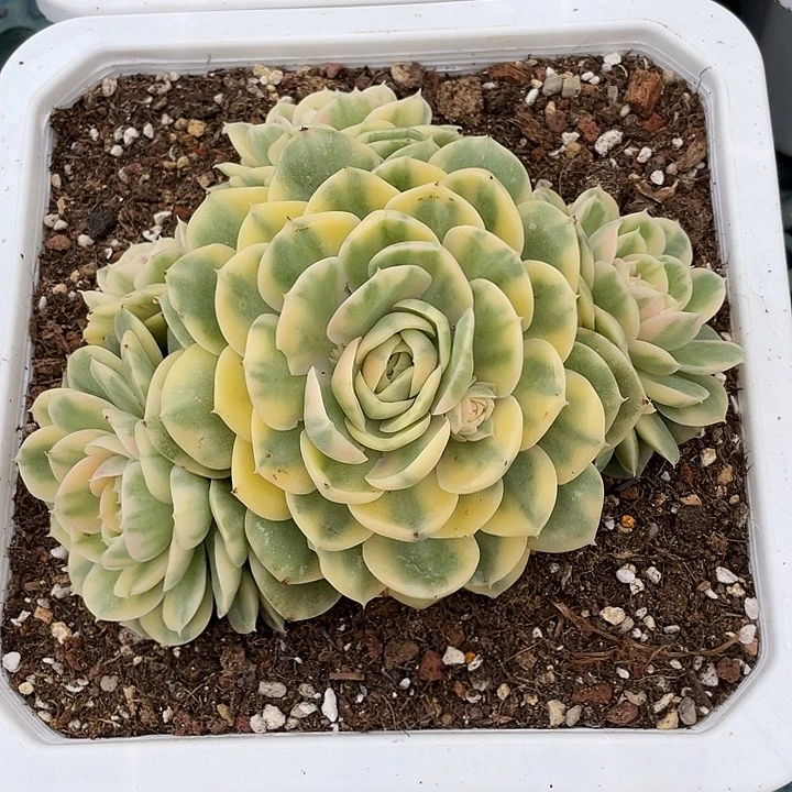 飘***零绿体昂斯诺彩锦群生。一物一拍