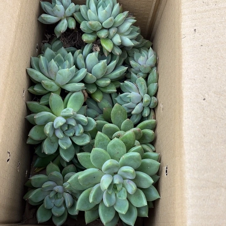 地栽瑕疵装箱象牙（不售后）