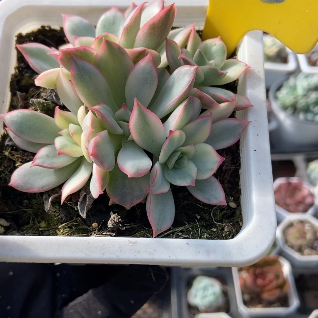 955月光女神锦多肉植物了