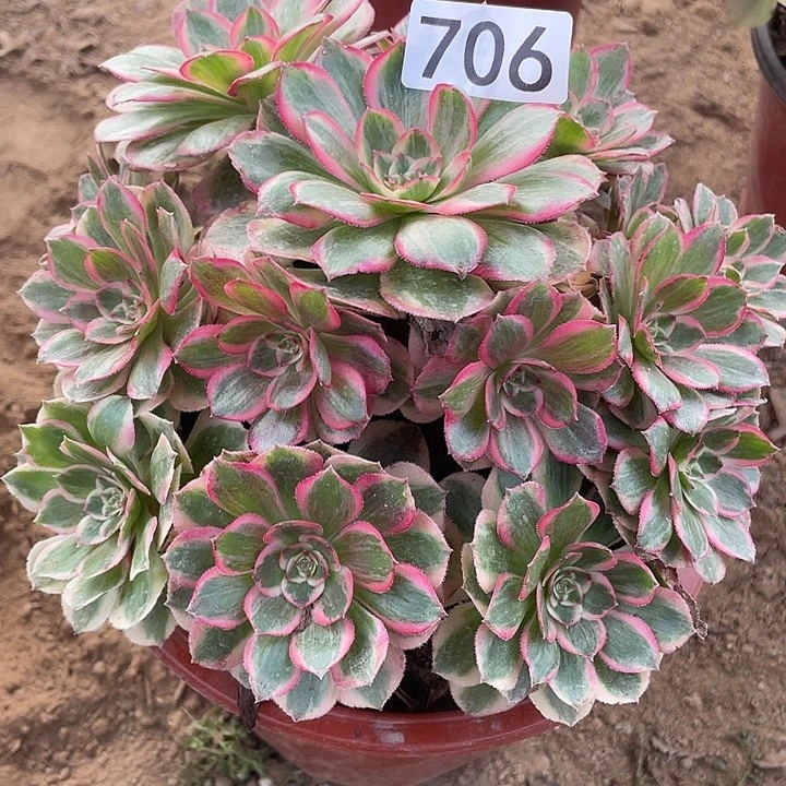 706云荷对肉植物的