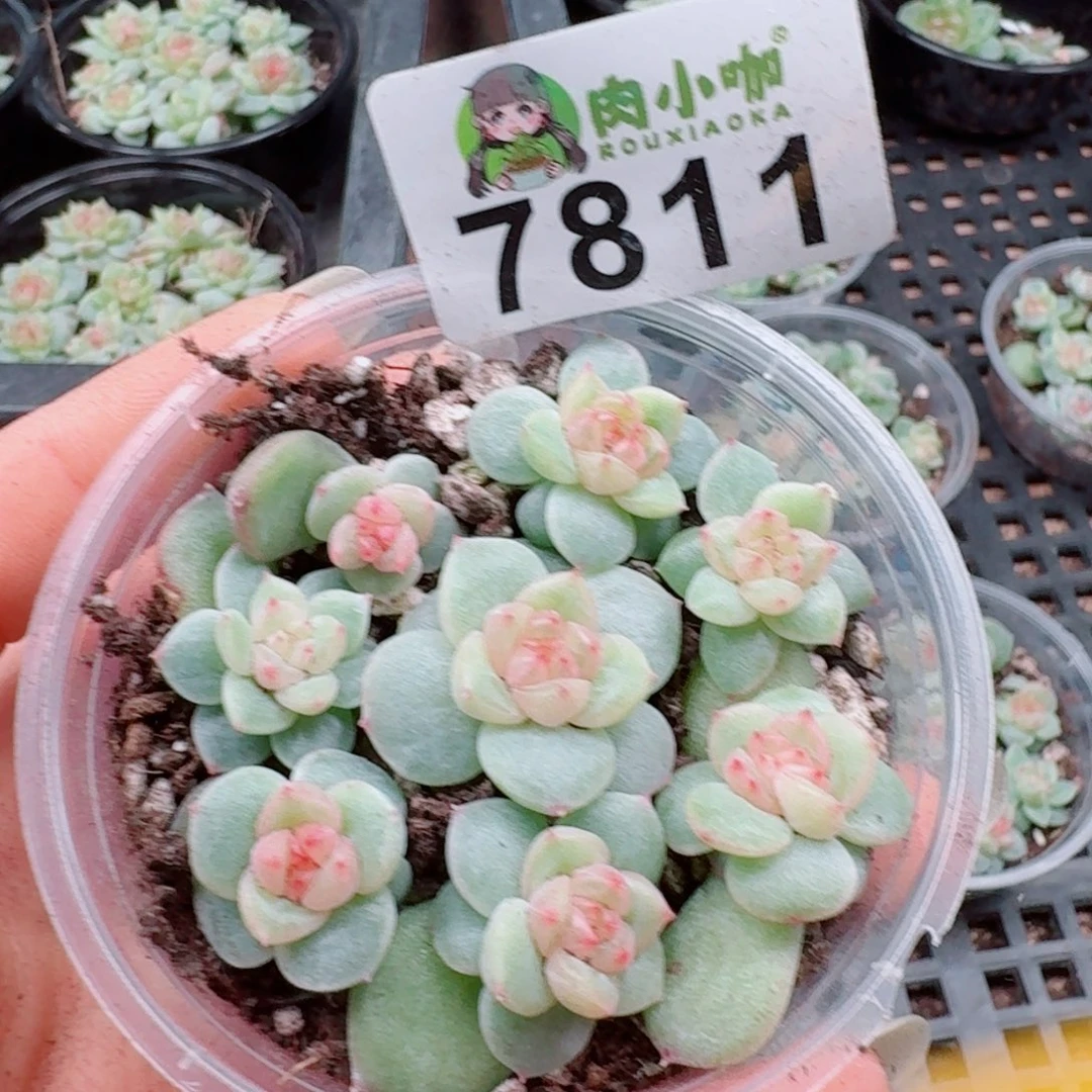 多肉植物多肉植物