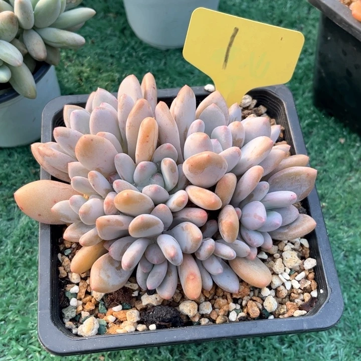 三明冶 1号码牌子的话题