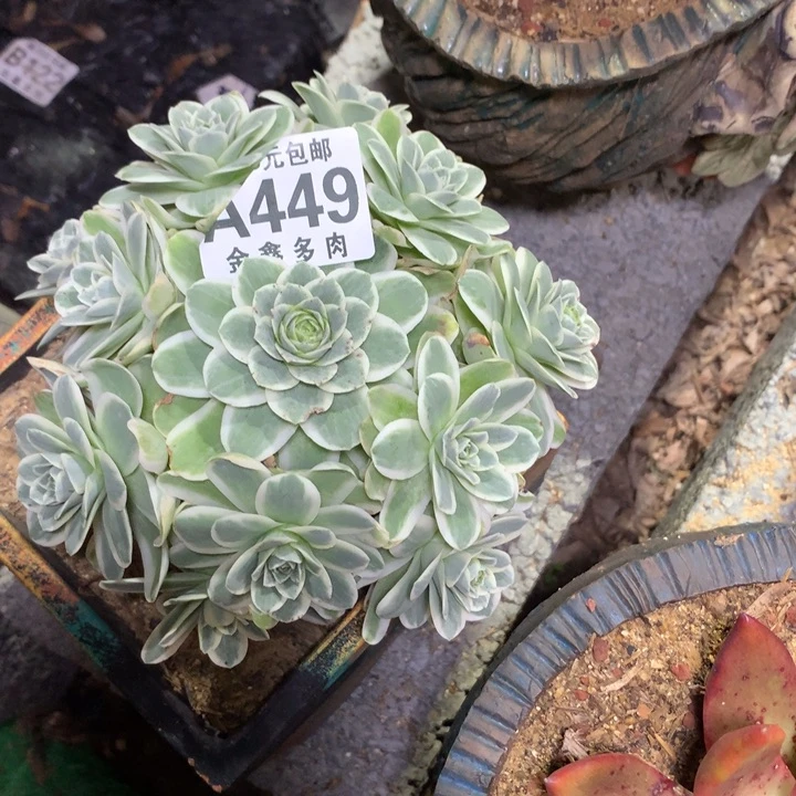 凯****⁵449多肉植物一物一拍