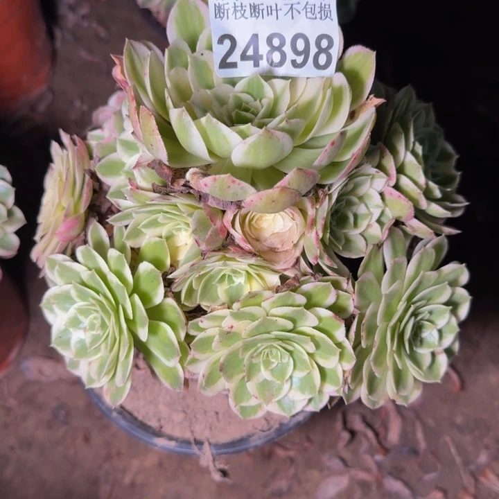 24898南海王多肉植物