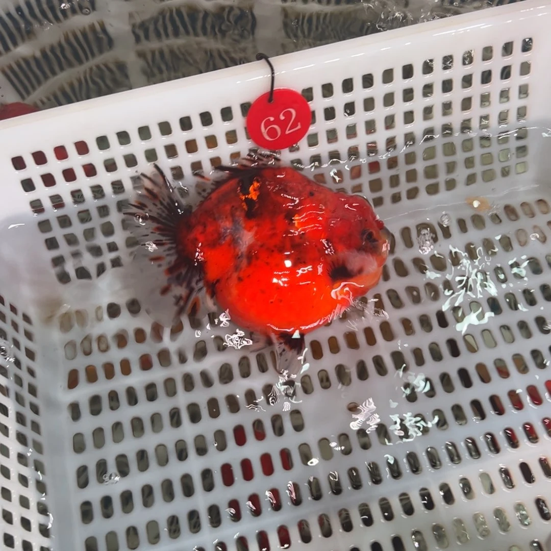 *****金鱼你好吗我好想你