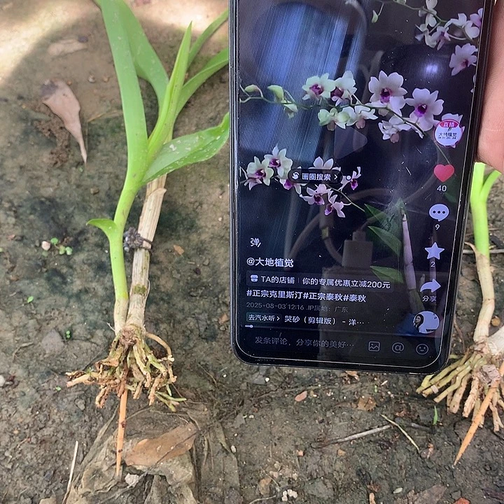 当前无花栽培后可以开花克里斯汀一苗一芽